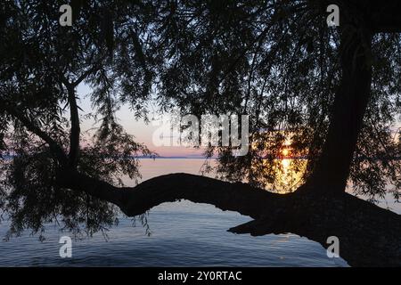 Saule (Salix), famille des saules (Salicaceae) devant le coucher du soleil, lac de Constance, Langenargen, Bade-Wuertemberg, Allemagne, Europe Banque D'Images