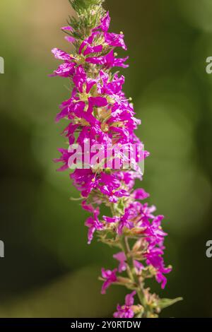 Gros plan, inflorescence du loosestrife pourpre (Lythrum salicaria) à la lumière du soleil, Neunkirchen, basse-Autriche, Autriche, Europe Banque D'Images