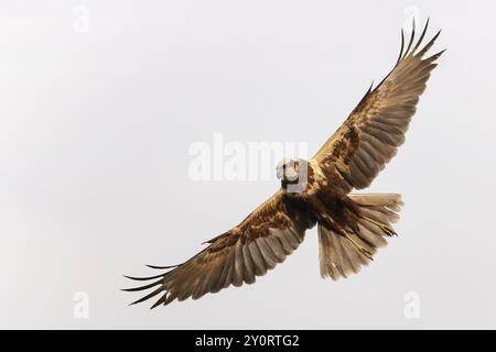 WESTERN Marsh-harrier (Circus aeruginosus) oiseau de proie de taille moyenne, femelle, chasse, recherche de nourriture, propre vol, cercles dans le ciel, envergure, Tolède, SP Banque D'Images