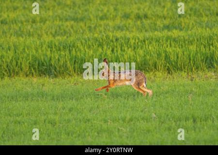 Lièvre européen (Lepus europaeus) courant sur un champ, faune, Bavière Banque D'Images