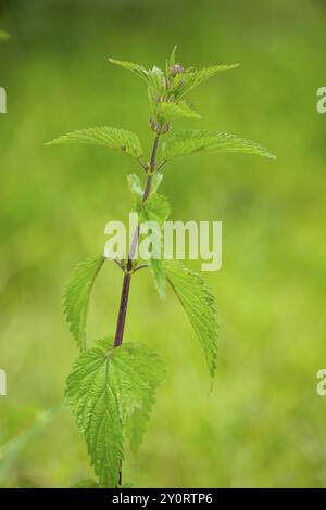 Ortie commune (Urtica dioica), détail, printemps, Bavière, Allemagne, Europe Banque D'Images