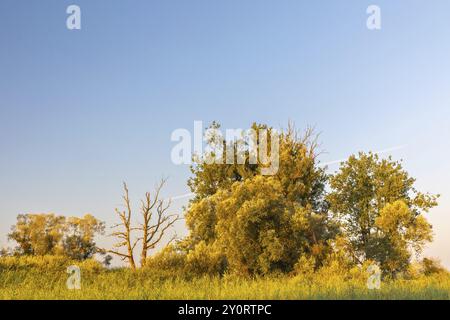 Saules (Salix), famille des saules (Salicaceae), Lac de Constance, réserve naturelle d'Eriskircher Ried, Eriskirch, Bade-Wuerttemberg, Allemagne, Europe Banque D'Images