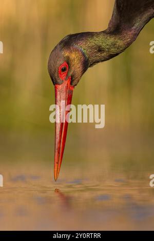 Cigogne noire (Ciconia nigra) pêche, chasse, à l'affût, à la recherche de nourriture, avec des poissons blancs comme proie, portrait, zone d'eau peu profonde, zone de rivage, Hun Banque D'Images