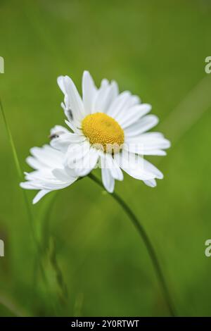 Gros plan des marguerites de bœuf (leucanthemum vulgare) en fleurs au printemps, Bavière, Allemagne, Europe Banque D'Images