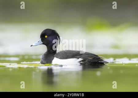 Verger touffeté (Aythya fuligula) mâle nageant dans un lac, Bavière, Allemagne, Europe Banque D'Images