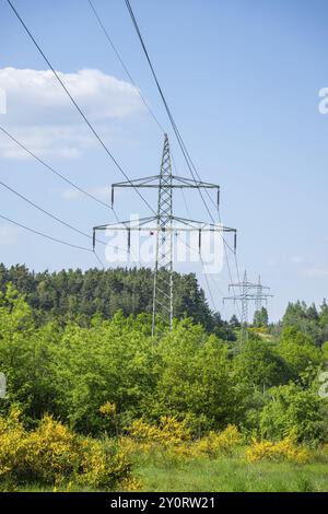 Ligne électrique devant un ciel bleu au-dessus de buissons à balais à fleurs jaunes, herbe verte poilue (Genista pilosa), printemps, Bavière, Allemagne, Europe Banque D'Images