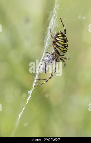 Araignée Wasp (Argiope bruennichi), Emsland, Basse-Saxe, Allemagne, Europe Banque D'Images