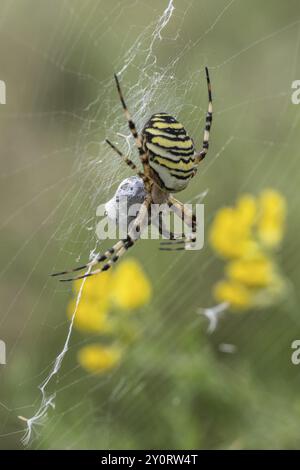 Araignée Wasp (Argiope bruennichi), Emsland, Basse-Saxe, Allemagne, Europe Banque D'Images