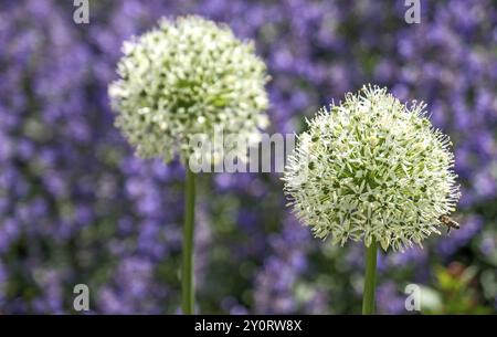 Poireau ornemental (Allium sp.), peuplement de fleurs, Rhénanie du Nord-Westphalie, Allemagne, Europe Banque D'Images