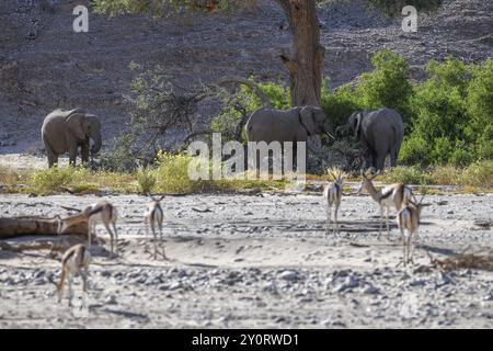 Springboks angolensis (Antidorcas angolensis) et éléphants du désert (Loxodonta africana) angolais dans la rivière sèche Hoanib, Kaokoveld, région de Kunene, Namibie, Afric Banque D'Images