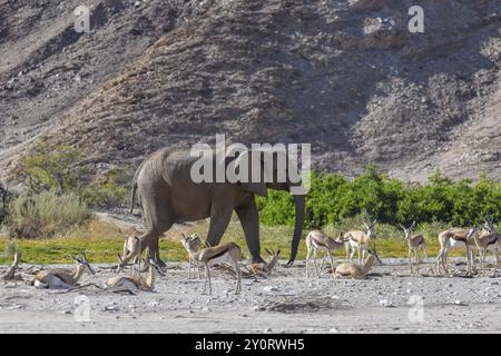 Springbok angolensis angolensis (Antidorcas angolensis) et éléphant du désert (Loxodonta africana) dans la rivière sèche Hoanib, Kaokoveld, région de Kunene, Namibie, Afrique Banque D'Images