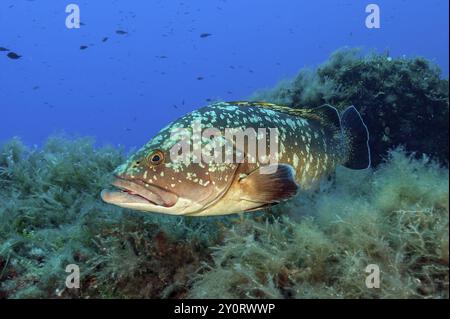 Mérou noir (Epinephelus marginatus), mer Méditerranée, Majorque, Îles Baléares Îles Baléares, Espagne, Europe Banque D'Images