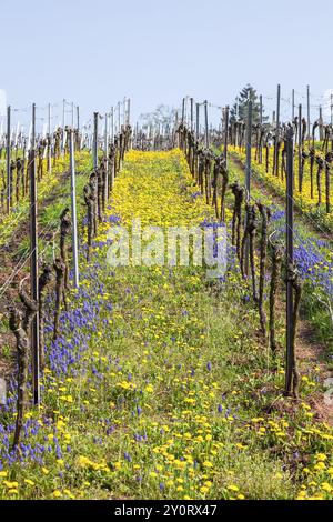 Vignoble au printemps avec des fleurs jaunes et bleues dans une formation de rangée sous un ciel clair, Palatinat Sud, Palatinat, Rhénanie-Palatinat, Allemagne, Banque D'Images