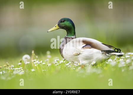 Pattes mâles de canard sauvage (Anas platyrhynchos), détail, Bavière, Allemagne, Europe debout sur un pré, Bavière, Allemagne, Europe Banque D'Images