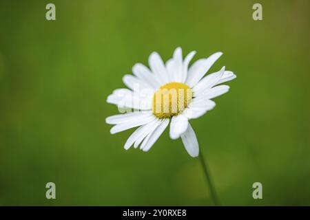 Gros plan des marguerites de bœuf (leucanthemum vulgare) en fleurs au printemps, Bavière, Allemagne, Europe Banque D'Images