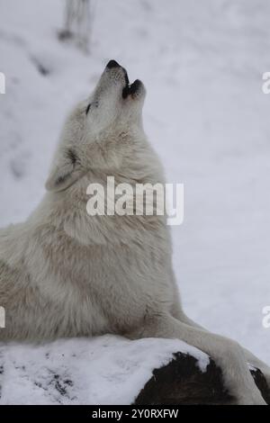 Hurlement loup de la toundra d'Alaska (Canis lupus albus) dans la neige, portrait, hurlement, blanc, tête haute, captif Banque D'Images