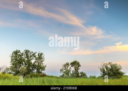 Saules (Salix), famille des saules (Salicaceae) devant des nuages colorés, lac de Constance, réserve naturelle d'Eriskircher Ried, Eriskirch, Bade-Wuerttember Banque D'Images