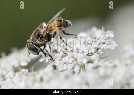 Mouche à tête morte (Myathropa florea), Emsland, basse-Saxe, Allemagne, Europe Banque D'Images