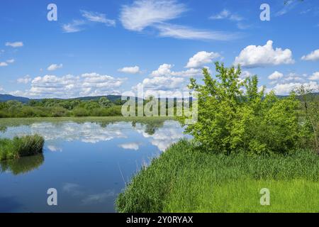 Paysage de la rivière Danubia avec reflet du paysage et des nuages, Haut Palatinat, Bavière, Allemagne, Europe Banque D'Images