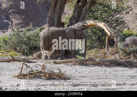 Angola Springbok (Antidorcas angolensis) et éléphants du désert (Loxodonta africana) dans la rivière sèche Hoanib, Kaokoveld, région de Kunene, Namibie, Afrique Banque D'Images