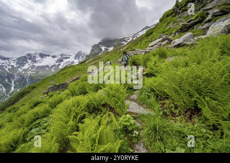 Alpiniste sur un sentier de randonnée sur une pente de montagne verdoyante, sommets nuageux dans le Stillupptal, Alpes du Zillertal, Tyrol, Autriche, Europe Banque D'Images