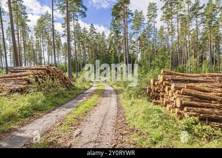 Piles de bois par un chemin forestier dans une forêt de pins une journée d'été ensoleillée Banque D'Images