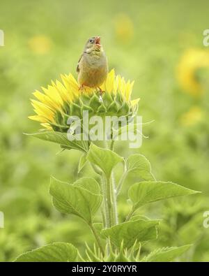 Ortolan banderole (Emberiza hortulana) migrant de longue distance, oiseau coloré et chaleureux, espèce protégée, champ de tournesol, chant sur le tournesol Banque D'Images