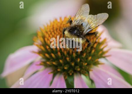 Gros plan d'un bourdon (Bombus) sur une fleur du coneflower rouge (Echinacea purpurea), Neunkirchen, basse-Autriche, Autriche, Europe Banque D'Images