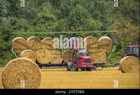 Les balles de paille, balles rondes, sont chargées sur une remorque après la récolte des céréales, près de Neuss Rhénanie du Nord-Westphalie, Allemagne, Europe Banque D'Images