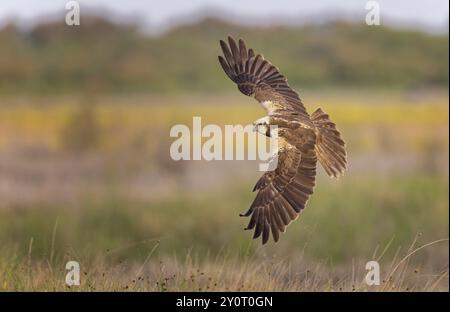 WESTERN Marsh-harrier (Circus aeruginosus) oiseau de proie de taille moyenne, femelle chassant sur la prairie fleurie, à la recherche de nourriture, défendant son propre territoire, Banque D'Images