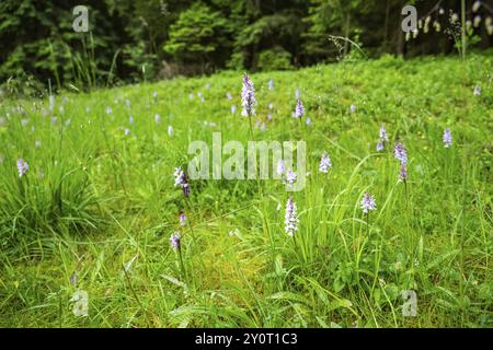 Gros plan d'orchidée de marais à feuilles larges (dactylorhiza majalis) fleurit au printemps, Bavière, Allemagne, Europe Banque D'Images