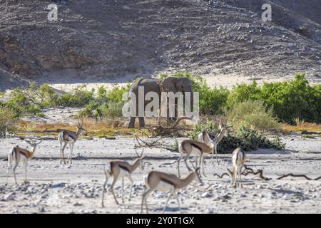 Springbok angolensis angolensis (Antidorcas angolensis) et éléphant du désert (Loxodonta africana) dans la rivière sèche Hoanib, Kaokoveld, région de Kunene, Namibie, Afrique Banque D'Images