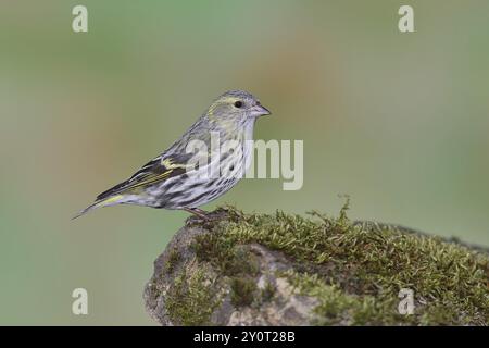 Siskin eurasien (Carduelis spinus), femelle assise sur mousse, sol mousselé, Wilnsdorf, Rhénanie du Nord-Westphalie, Allemagne, Europe Banque D'Images