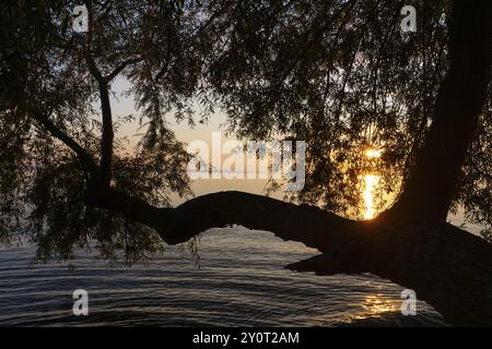 Saule (Salix), famille des saules (Salicaceae) devant le coucher du soleil, lac de Constance, Langenargen, Bade-Wuertemberg, Allemagne, Europe Banque D'Images