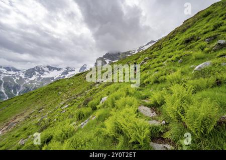 Alpiniste sur un sentier de randonnée sur une pente de montagne verdoyante, sommets nuageux dans le Stillupptal, Alpes du Zillertal, Tyrol, Autriche, Europe Banque D'Images