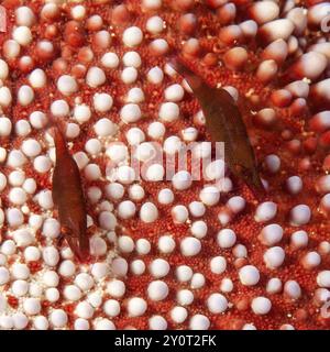 Gros plan d'une paire de crevettes rouges éclatantes rouillées (Zenopontonia soror) (Periclimenes soror) vivant sur une étoile de coussin épineuse tropicale rouge et blanche Banque D'Images