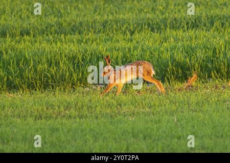 Lièvre européen (Lepus europaeus) courant sur un champ, faune, Bavière Banque D'Images