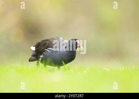 Moorhen commun (Gallinula chloropus) marchant sur le sol, Bavière, Allemagne, Europe Banque D'Images