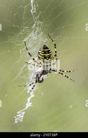 Araignée Wasp (Argiope bruennichi), Emsland, Basse-Saxe, Allemagne, Europe Banque D'Images