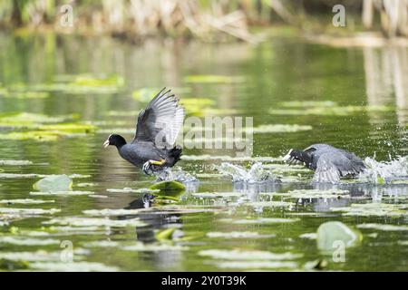 Coot eurasien (Fulica atra) courant sur l'eau dans un lac, Bavière, Allemagne, Europe Banque D'Images