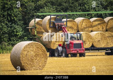 Les balles de paille, balles rondes, sont chargées sur une remorque après la récolte des céréales, près de Neuss Rhénanie du Nord-Westphalie, Allemagne, Europe Banque D'Images