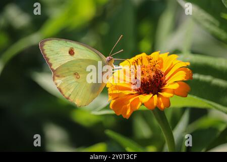 Soufre sans nuages ou Phoebis sennae se nourrissant d'une fleur de souci au jardin communautaire de Payson à Payson, Arizona. Banque D'Images
