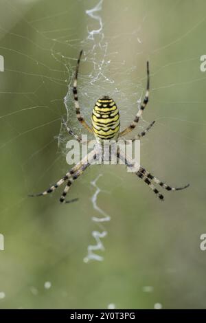 Araignée Wasp (Argiope bruennichi), Emsland, Basse-Saxe, Allemagne, Europe Banque D'Images