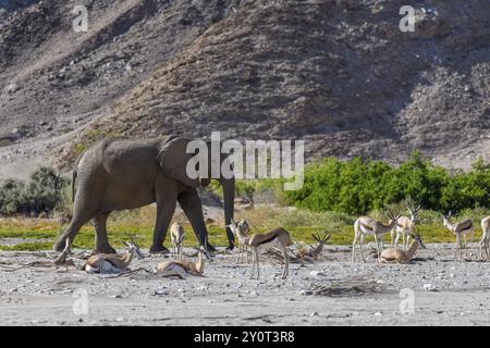 Springbok angolensis angolensis (Antidorcas angolensis) et éléphant du désert (Loxodonta africana) dans la rivière sèche Hoanib, Kaokoveld, région de Kunene, Namibie, Afrique Banque D'Images