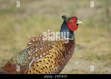 Portrait de faisan mâle (Phasianus colchicus), gros plan, Parc Nationaal Duinen, Texel, Hollande septentrionale, pays-Bas Banque D'Images