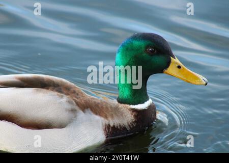 profil de gros plan de canard colvert Banque D'Images