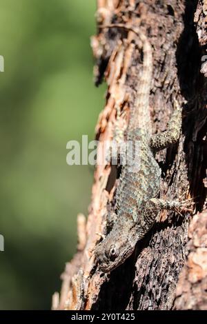 Lézard épineux de Clark ou Sceloporus clarkii sur le flanc d'un arbre sur la piste du Cyprès à Payson, Arizona. Banque D'Images