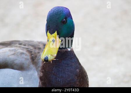 profil de gros plan de canard colvert Banque D'Images