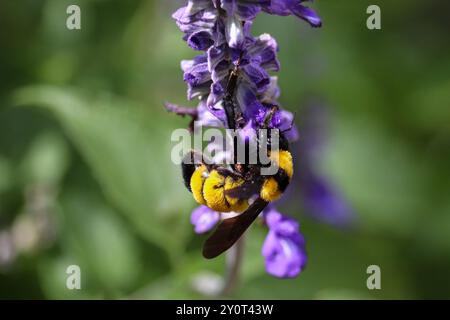 Sonoran Bumble Bee ou Bombus sonorus se nourrissant de fleurs de sylvia dans un jardin à Payson, Arizona. Banque D'Images