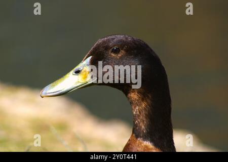 profil de gros plan de canard colvert Banque D'Images